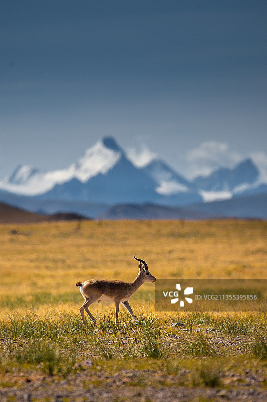 雪山下的精灵。。。图片素材