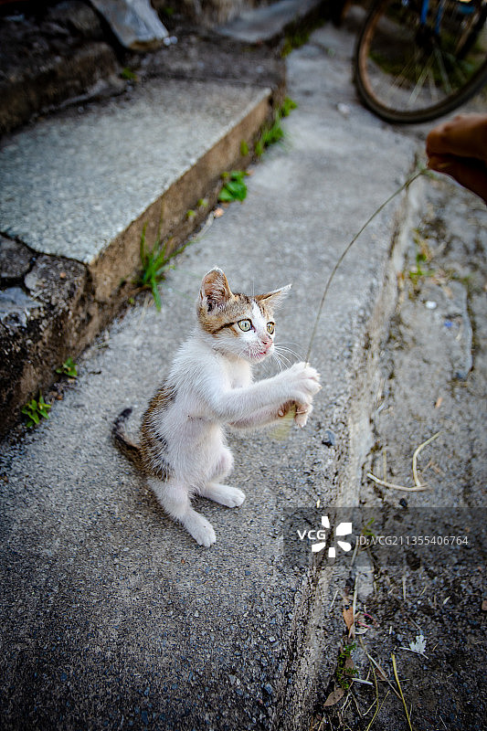 一只在户外玩耍的小猫咪图片素材