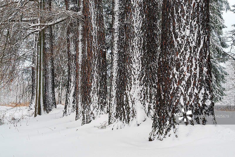 雪地上的树图片素材