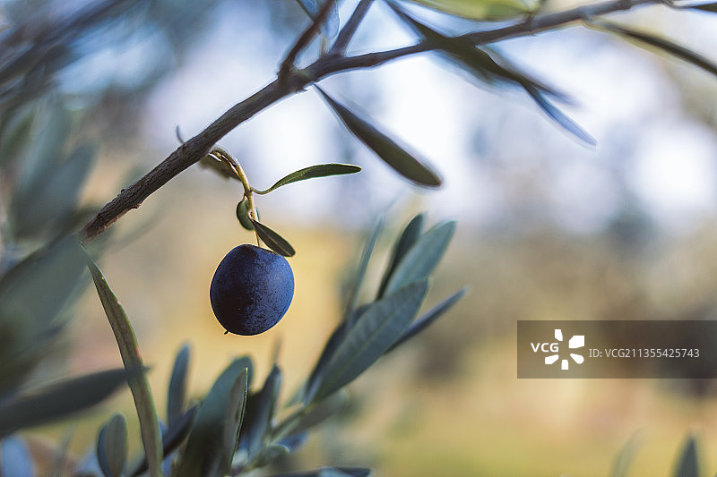 树上生长的蓝莓特写图片素材