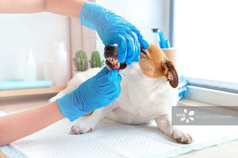 兽医戴着蓝色手套检查杰克罗素梗的牙齿。图片素材