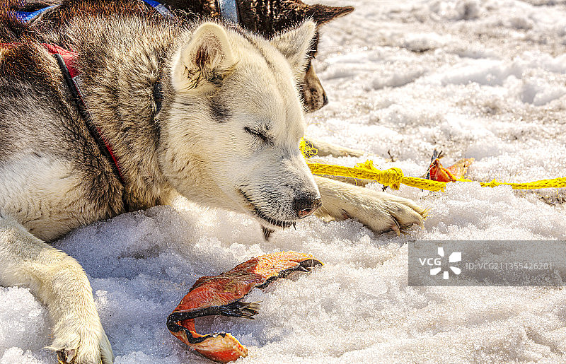 雪地里带着雪的西伯利亚哈士奇雪橇犬特写图片素材