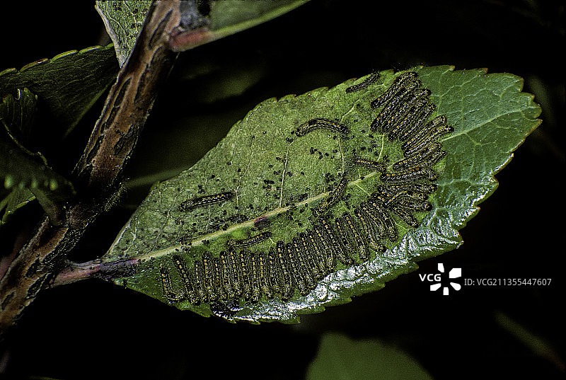 黄尾蛾的幼虫啃食杨梅树叶的表皮图片素材