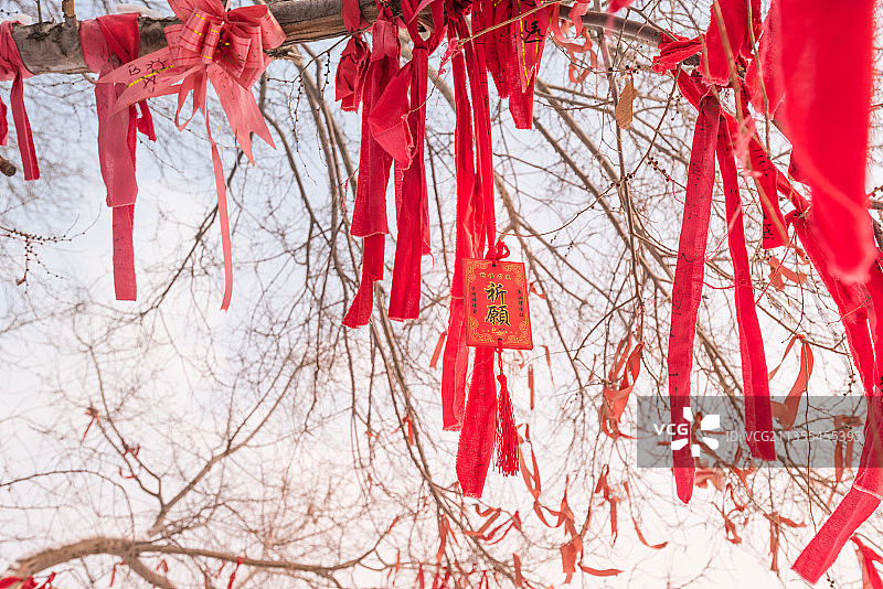 冬季白天的祈福树特写图片素材