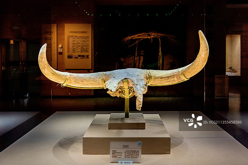中国银川宁夏博物馆馆藏旧石器时代牛头化石图片素材