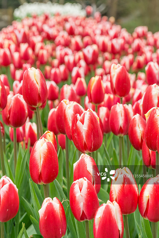 重庆公园里的郁金香特写图片素材