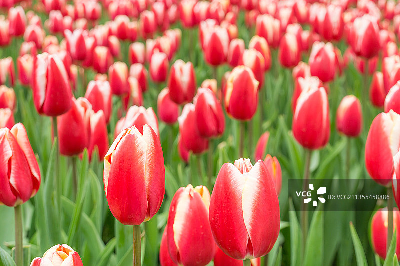 重庆公园里的郁金香特写图片素材