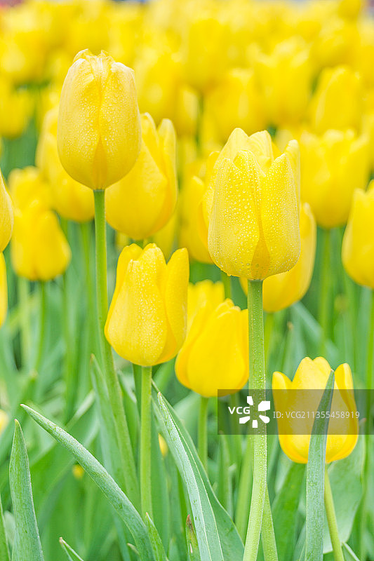 重庆公园里的郁金香特写图片素材