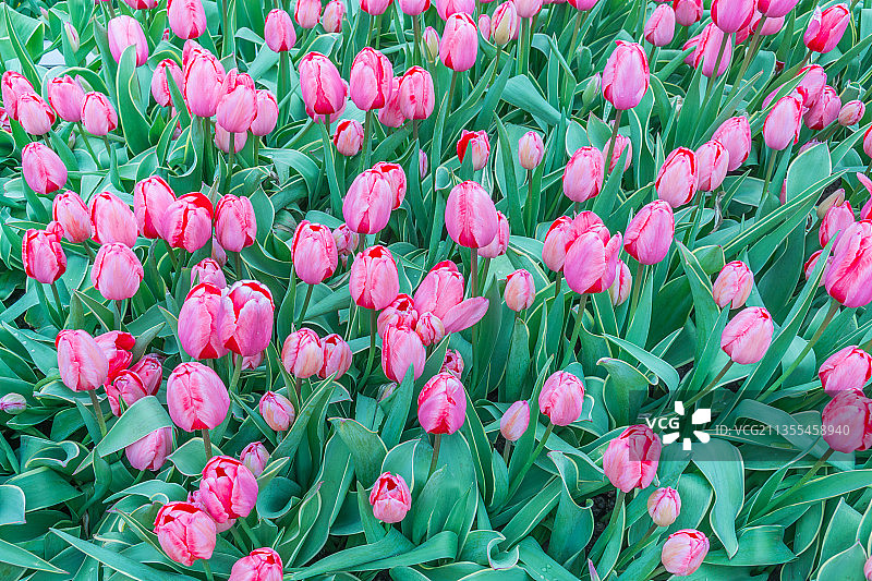 重庆公园里的郁金香特写图片素材