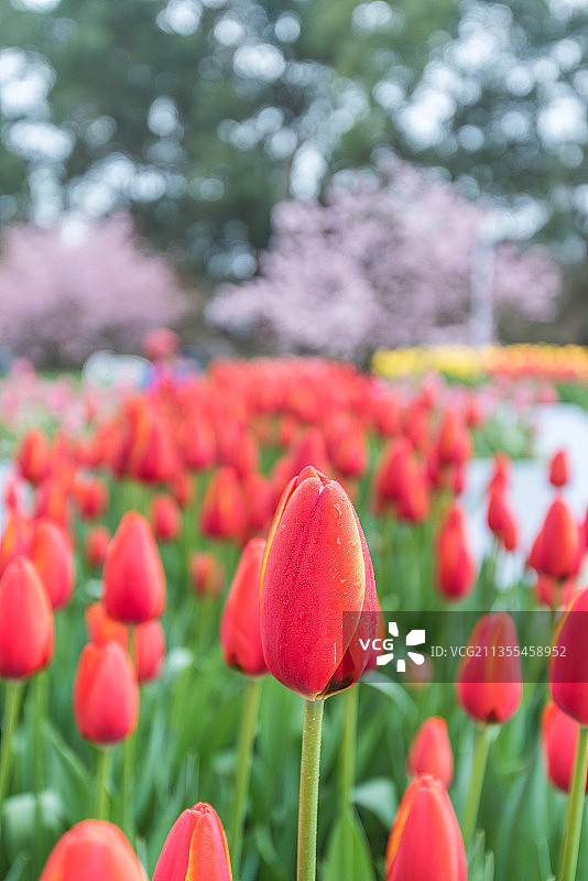 重庆公园里的郁金香特写图片素材