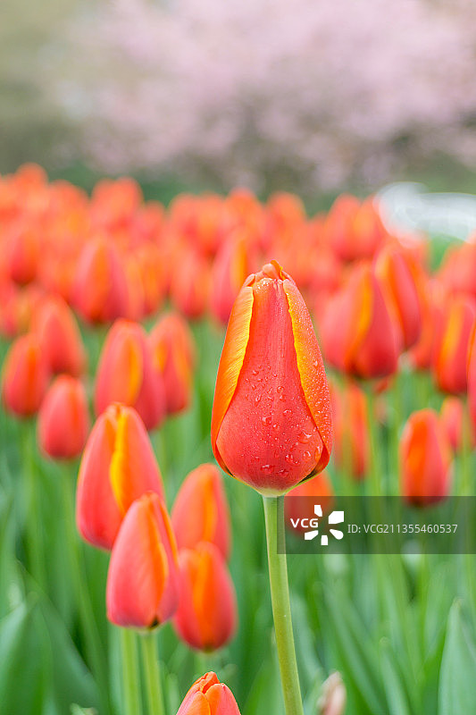 重庆公园里的郁金香特写图片素材