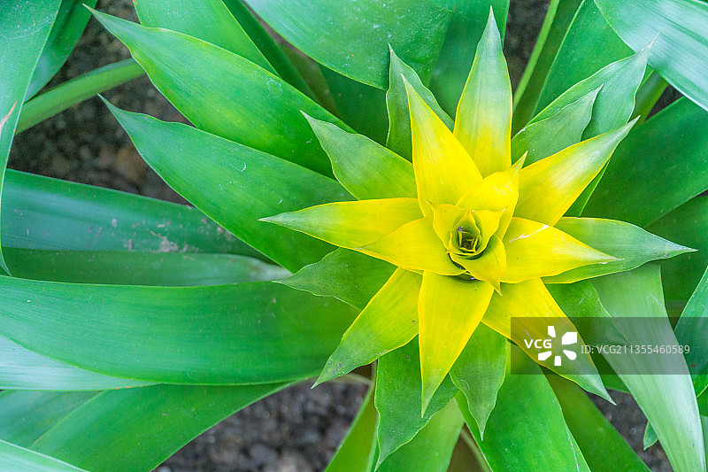 公园里的水塔花特写图片素材