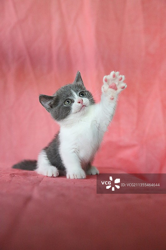 可爱的英短蓝猫蓝白举起手来打招呼图片素材