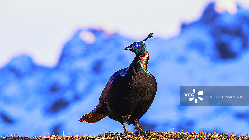 棕尾虹雉图片素材