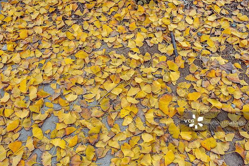 中国广东省韶关市南雄市坪田镇冯屋村银杏叶图片素材