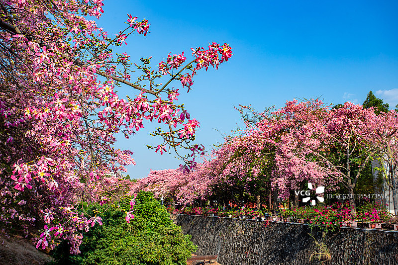 广东省广州市从化区华软丝木棉广场图片素材