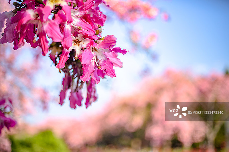 广东省广州市从化区华软丝木棉广场图片素材