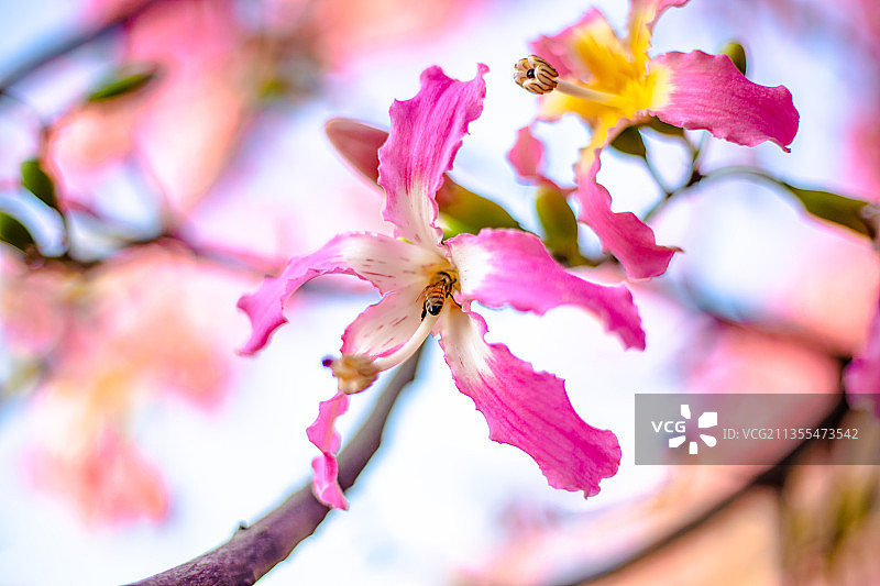 广东省广州市从化区华软丝木棉广场图片素材