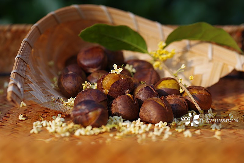 桂花栗子图片素材