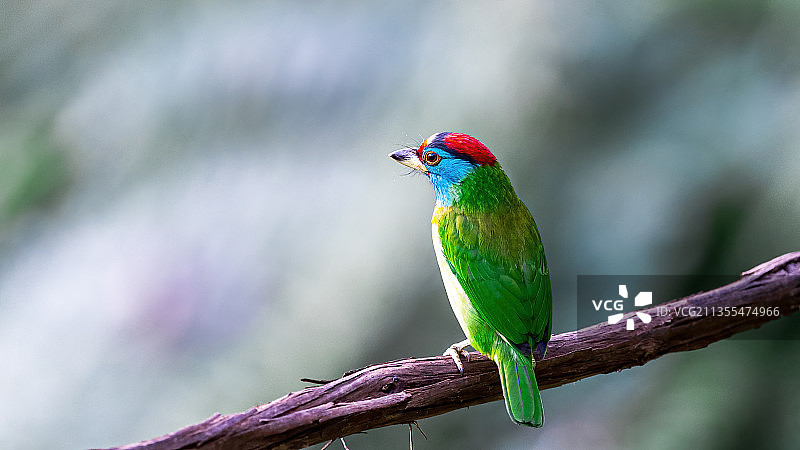 蓝喉拟啄木鸟图片素材