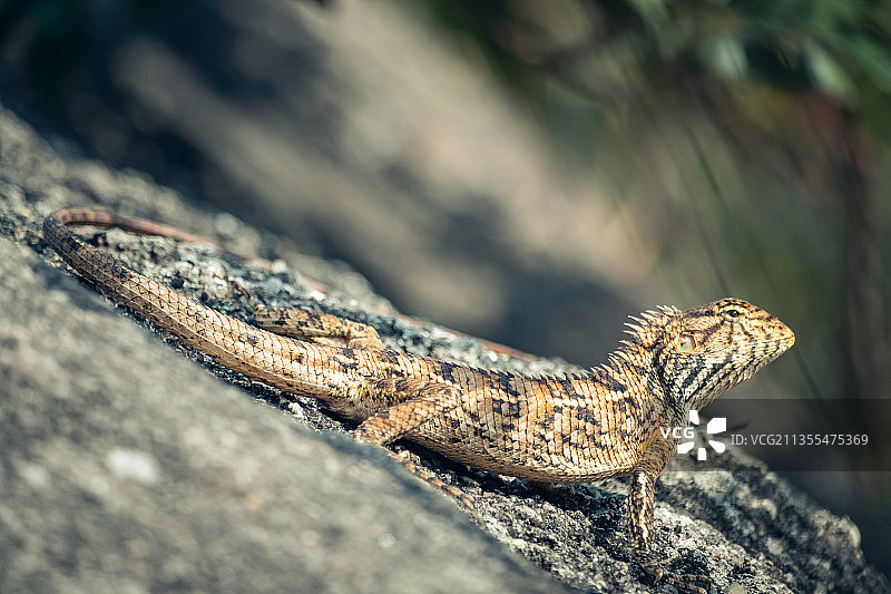树蜥图片素材