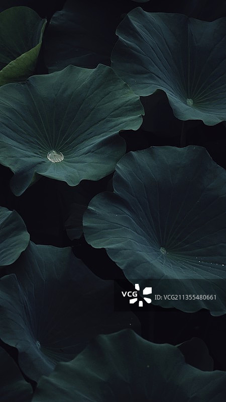 荷叶与露珠图片素材