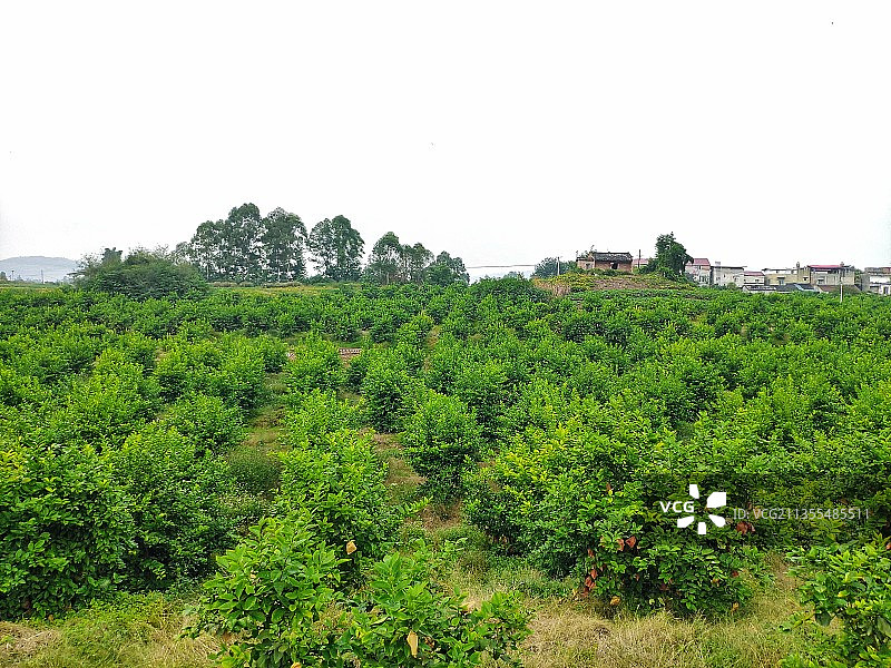 千亩柠檬产业园图片素材