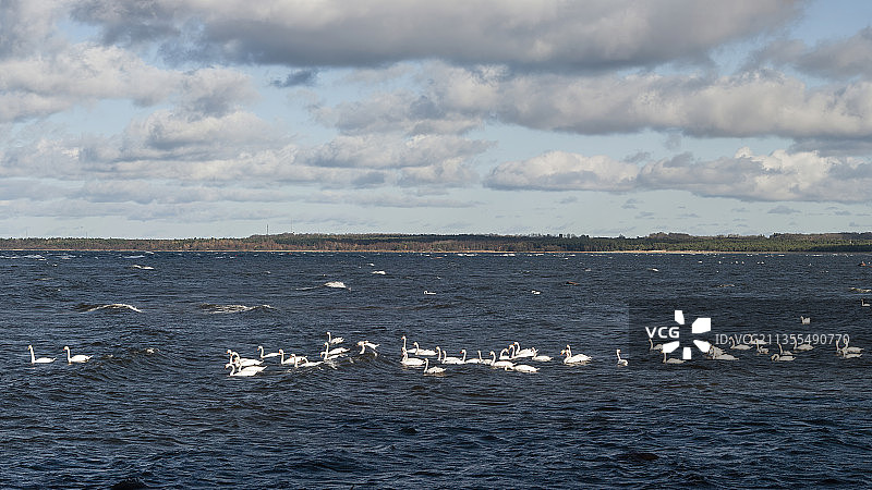 爱沙尼亚哈尔尤县飞越海面的鸟群图片素材
