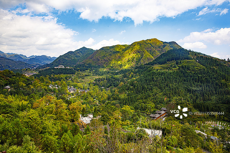 中国贵州六盘水盘州市妥乐古银杏村--世界古银杏之乡的金秋10图片素材