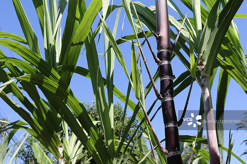 仰视视角植物美景图片素材