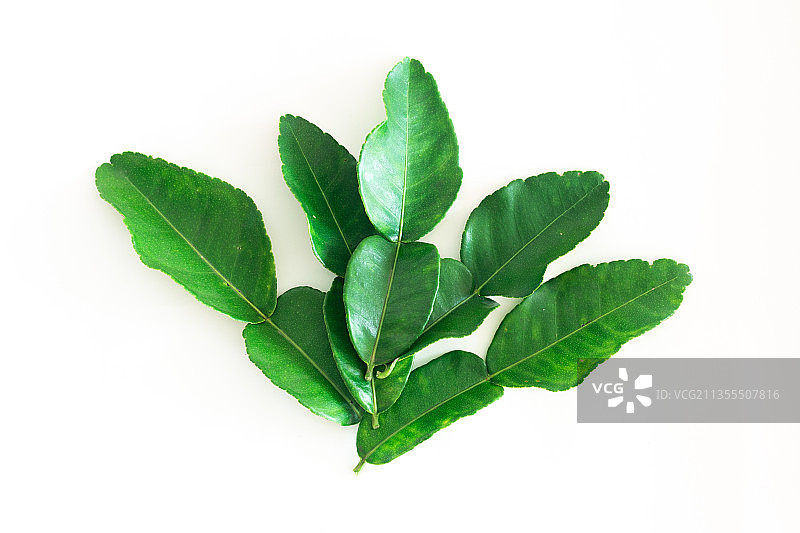 白色背景下的树叶特写图片素材