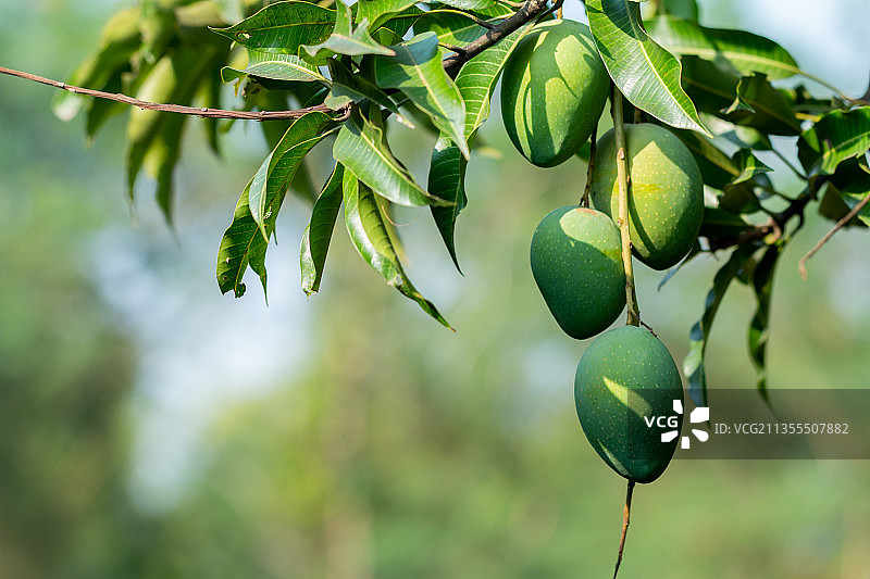 树上果实的特写镜头图片素材