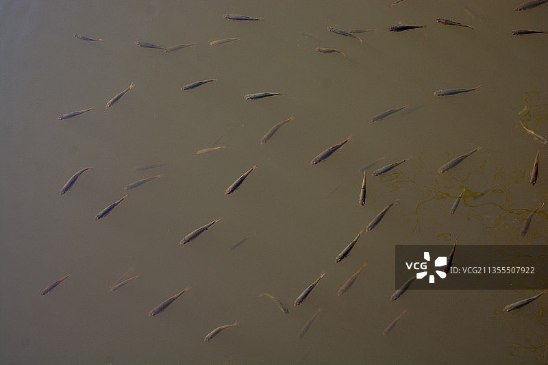 鸟类飞越湖泊的高角度视图图片素材