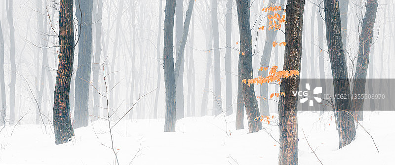 冬天森林里的树木图片素材