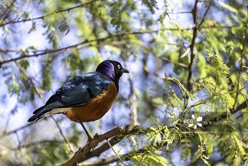 西班牙巴伦西亚树上的鸣禽图片素材