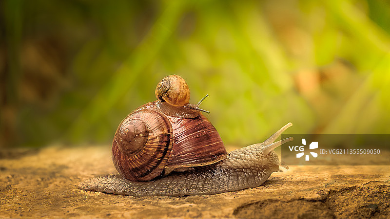 奥地利帕赛尔岩石上的蜗牛特写图片素材