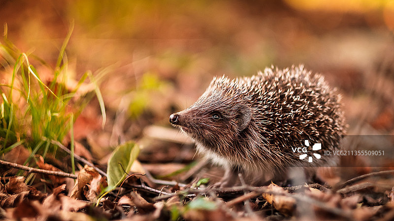 奥地利普雷丁 Gemeinde田野上的刺猬特写图片素材