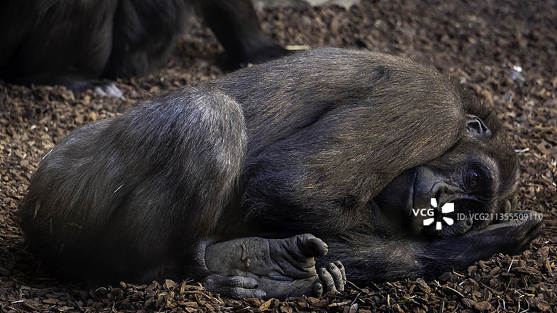瓦伦西亚，田野上熟睡的狗狗特写图片素材