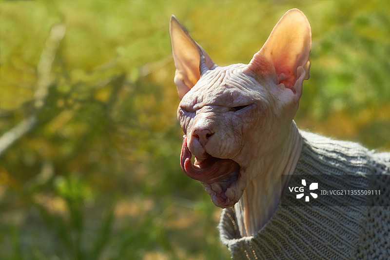 穿着毛衣的无毛猫在模糊的绿色背景上舔嘴唇图片素材