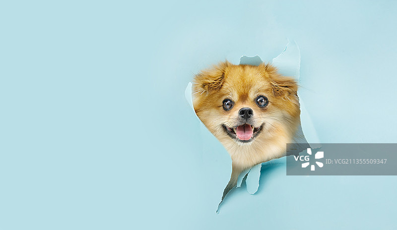 蓝色背景下的吉娃娃犬肖像图片素材