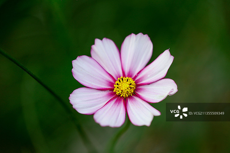 粉红宇宙花的特写图片素材