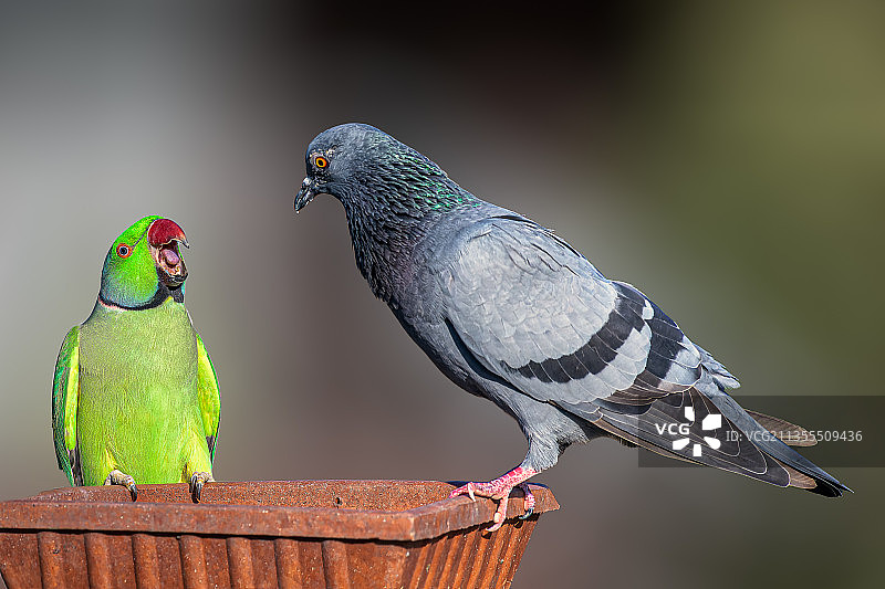 鸟儿栖息在栏杆上，印度图片素材