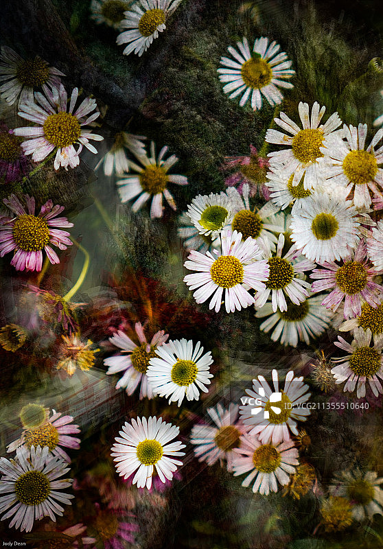 开花植物的高角度视图图片素材