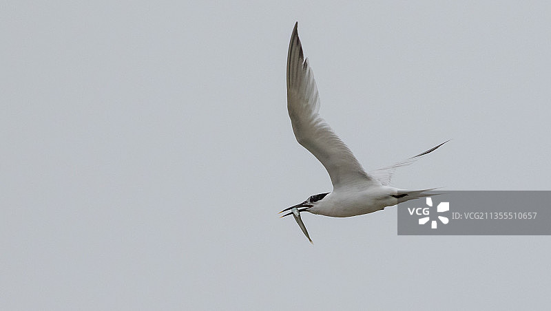 低角度视角：海鸥飞翔于英国晴朗天空图片素材