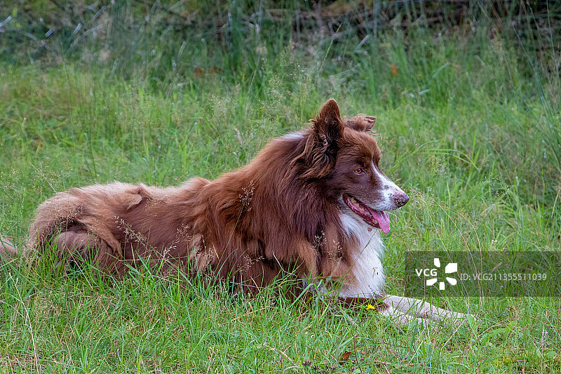 边境牧羊犬，一种牧羊犬，荷兰哈克斯贝亨图片素材