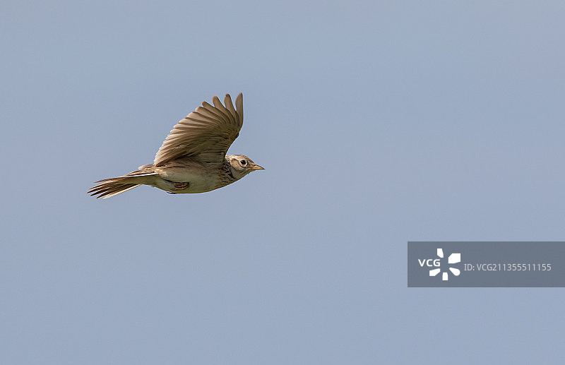 低角度拍摄：鸣鹨在晴朗的天空中飞翔图片素材