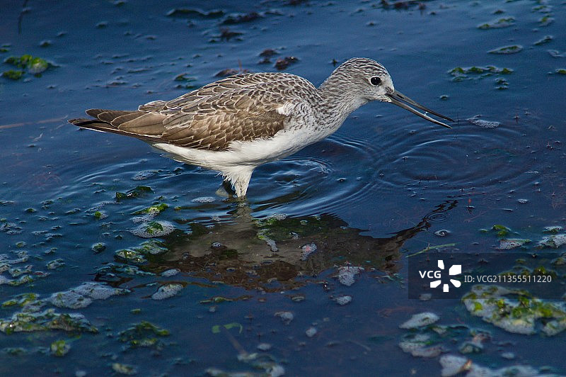 沙滩鹬栖息在湖面的高角度照片图片素材