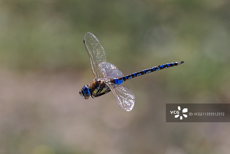 西班牙Saucedilla植物上的蜻蜓特写图片素材