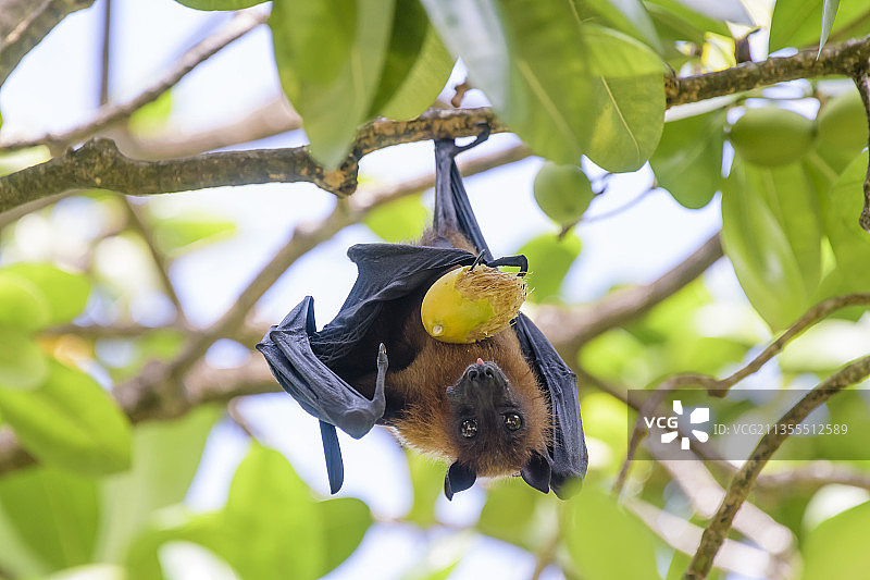 鸟儿栖息在树上的特写镜头图片素材