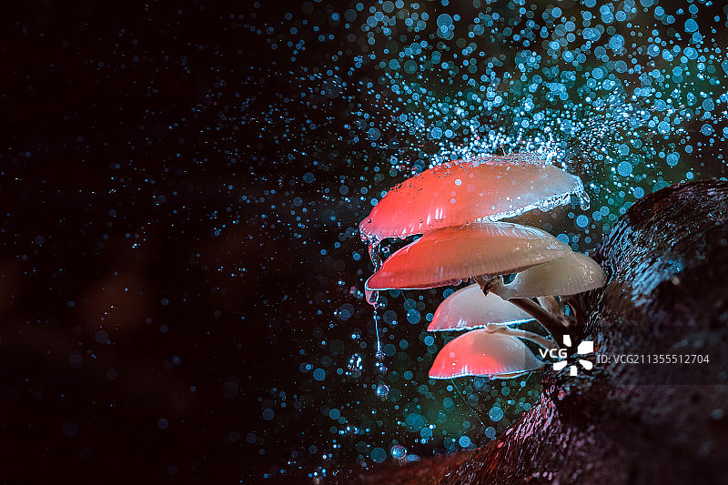 鱼在海中游泳的特写，荷兰图片素材